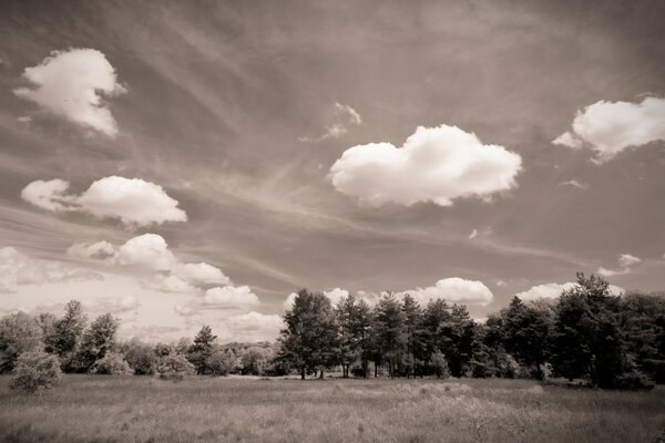 La beauté de la nature en une seule photo en noir et blanc