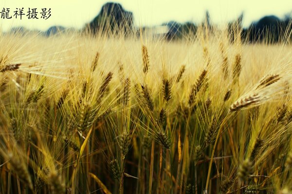 Campo de espiguillas en tonos amarillos