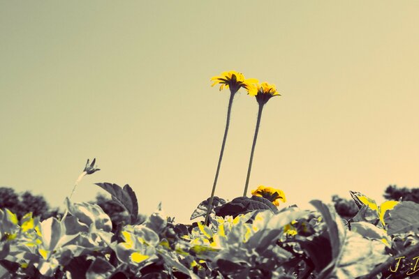 Flores amarillas entre grandes hojas verdes