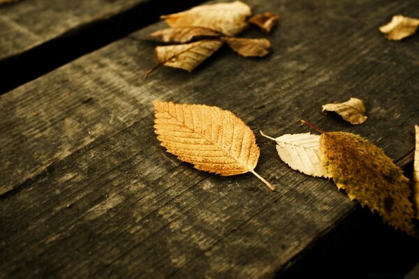 Vintage autumn leaves on wood