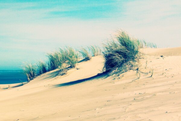 On the beach, the sea sand has been compressed, and someone lives in every grain of sand, and the sea will wash away all the dust. Patches of grass have broken through on the dunes