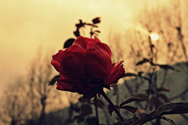 Vintage Rose Flower na pulpit