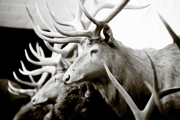 A herd of deer with horns in a black and white picture