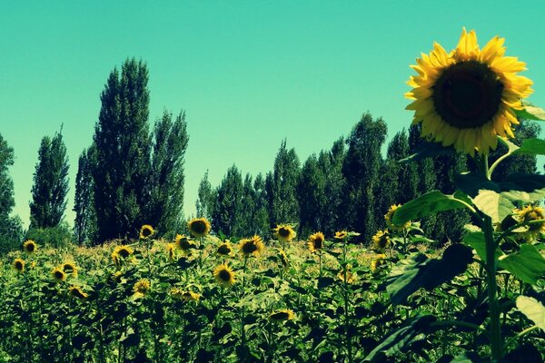 Grüne Pappeln und blühende Sonnenblumen - der Höhepunkt des Sommers