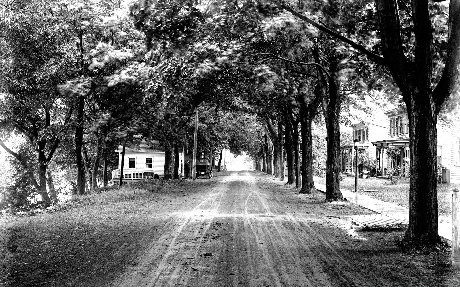 vintage árvore estrada rua beco avenida guia paisagem monocromático natureza lane