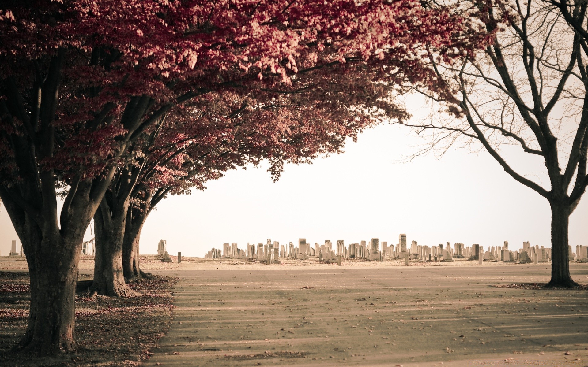 vintage árbol otoño paisaje parque naturaleza rama al aire libre hoja viajes madera