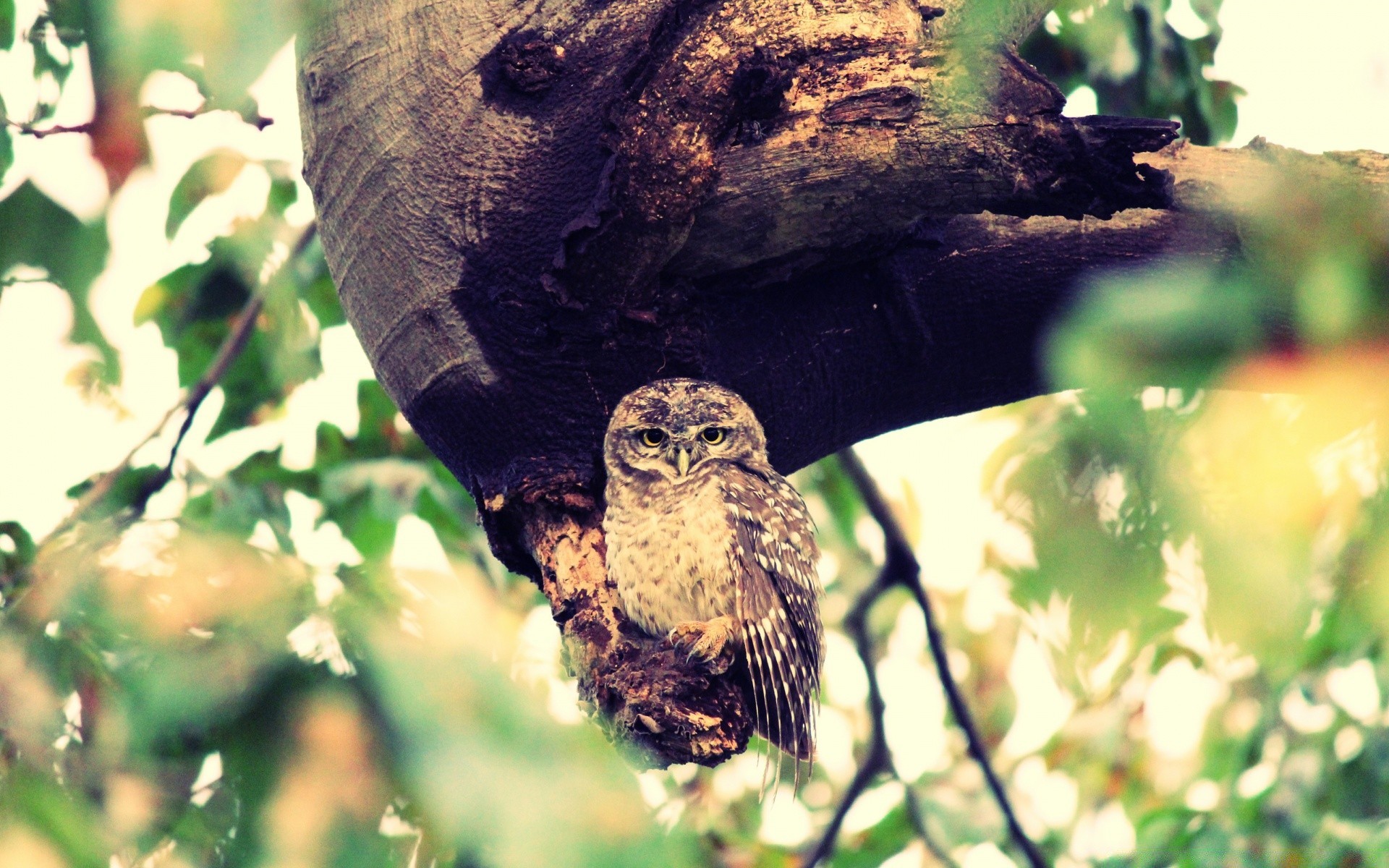 vintage oiseau la faune nature arbre à l extérieur animal sauvage hibou