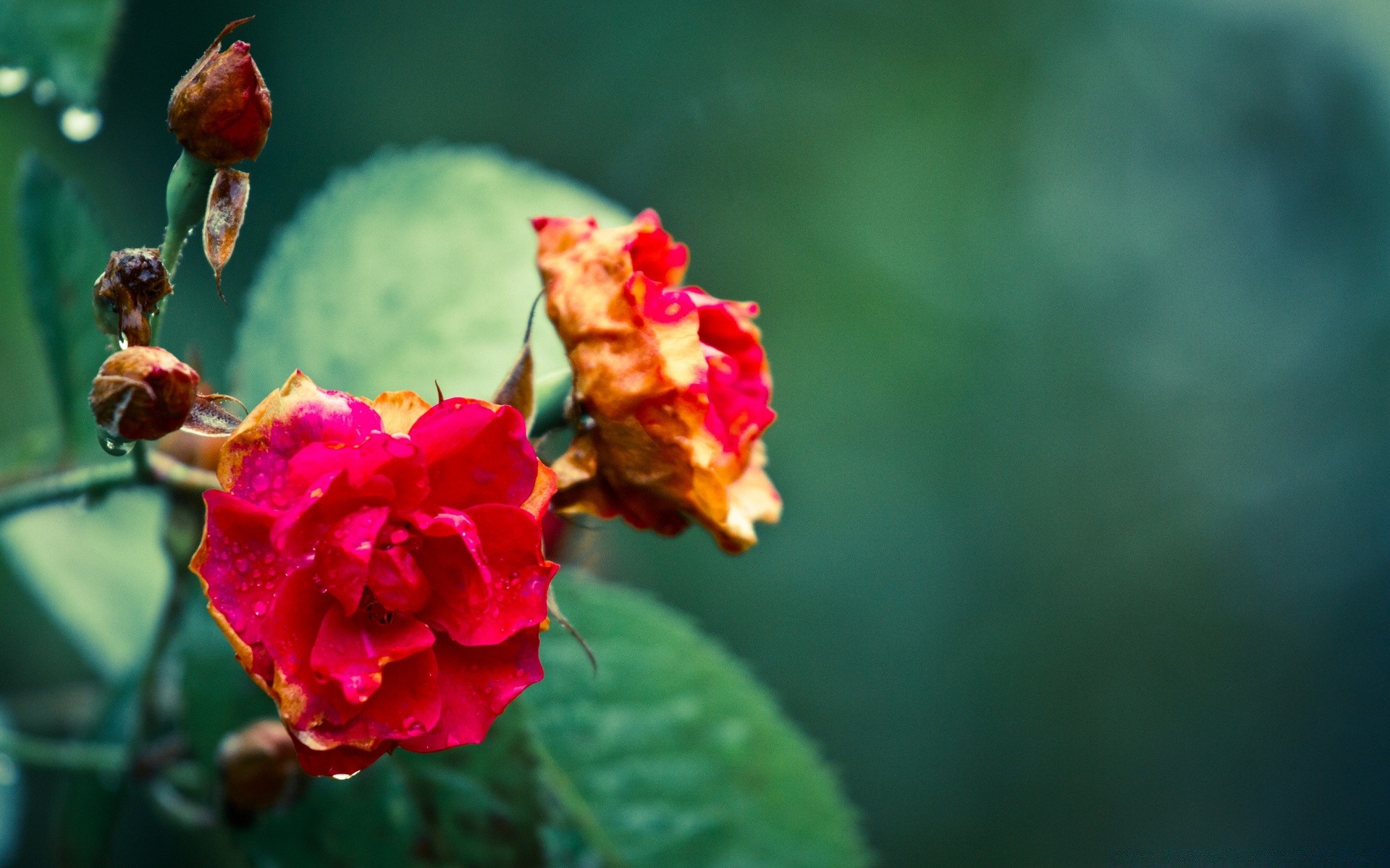 vintage natureza flor folha verão flora ao ar livre rosa jardim borrão brilhante pétala delicada crescimento