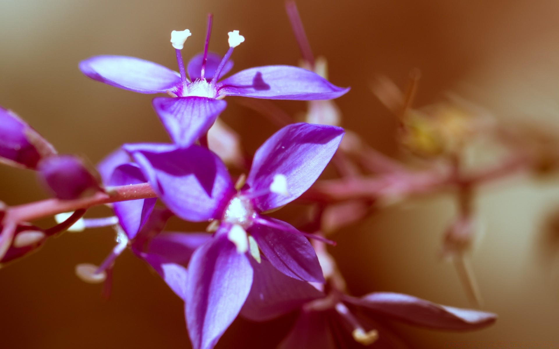 vintage çiçek doğa flora petal yaprak bahçe renk çiçek çiçek açan parlak