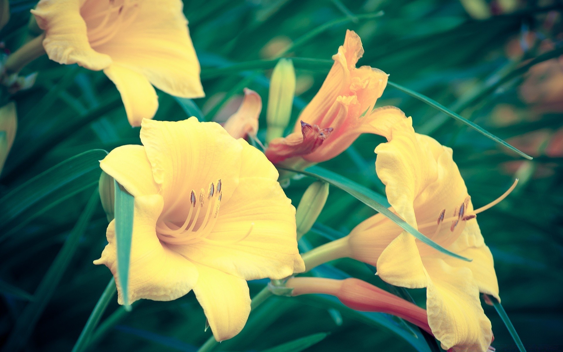 vintage naturaleza flor verano tropical hoja flora hermosa al aire libre color