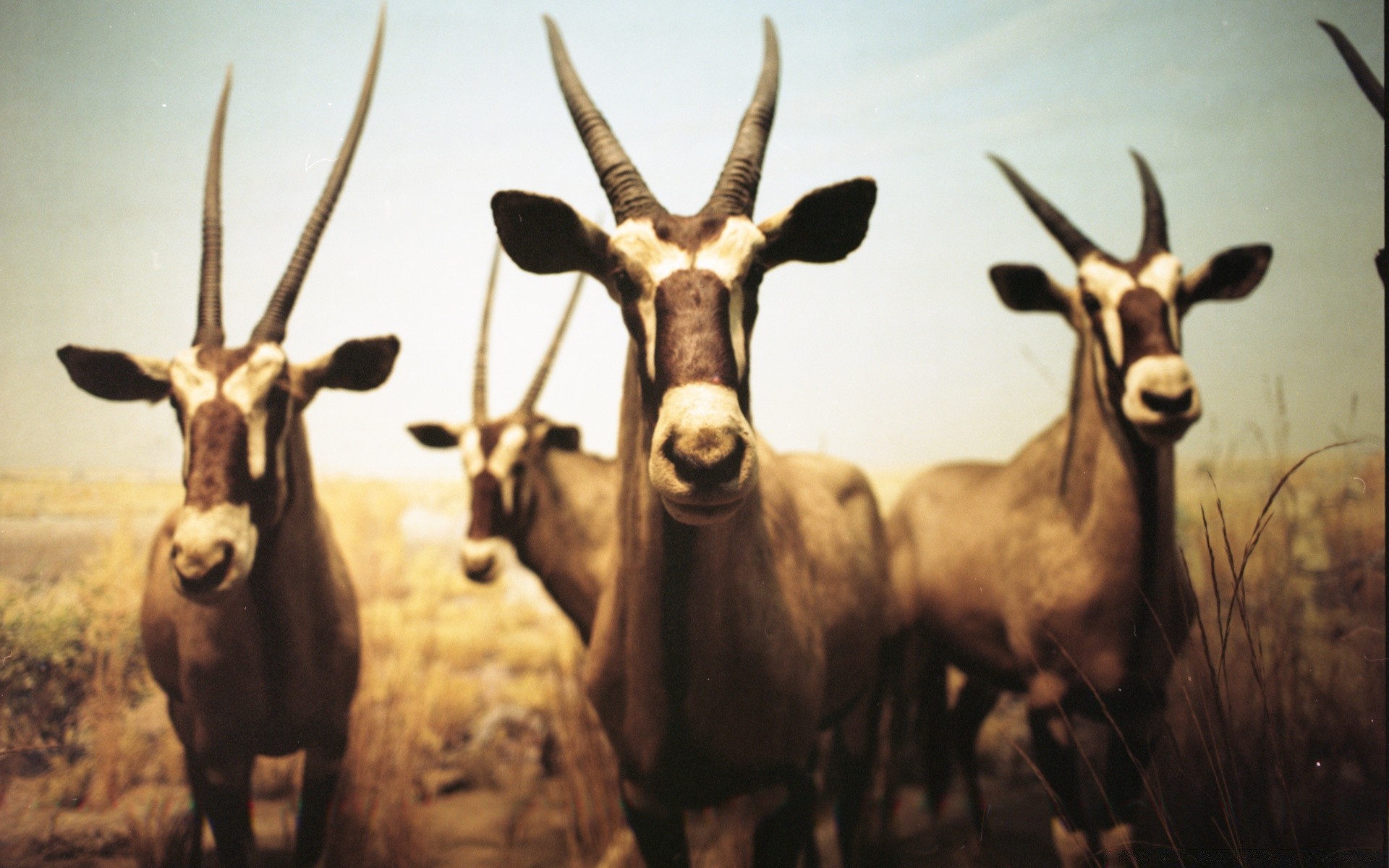 vintage mamífero antílope chifre cervo vida selvagem gazela ram luz do dia safari tanque retrato animal sozinho impala touro jogo cabra