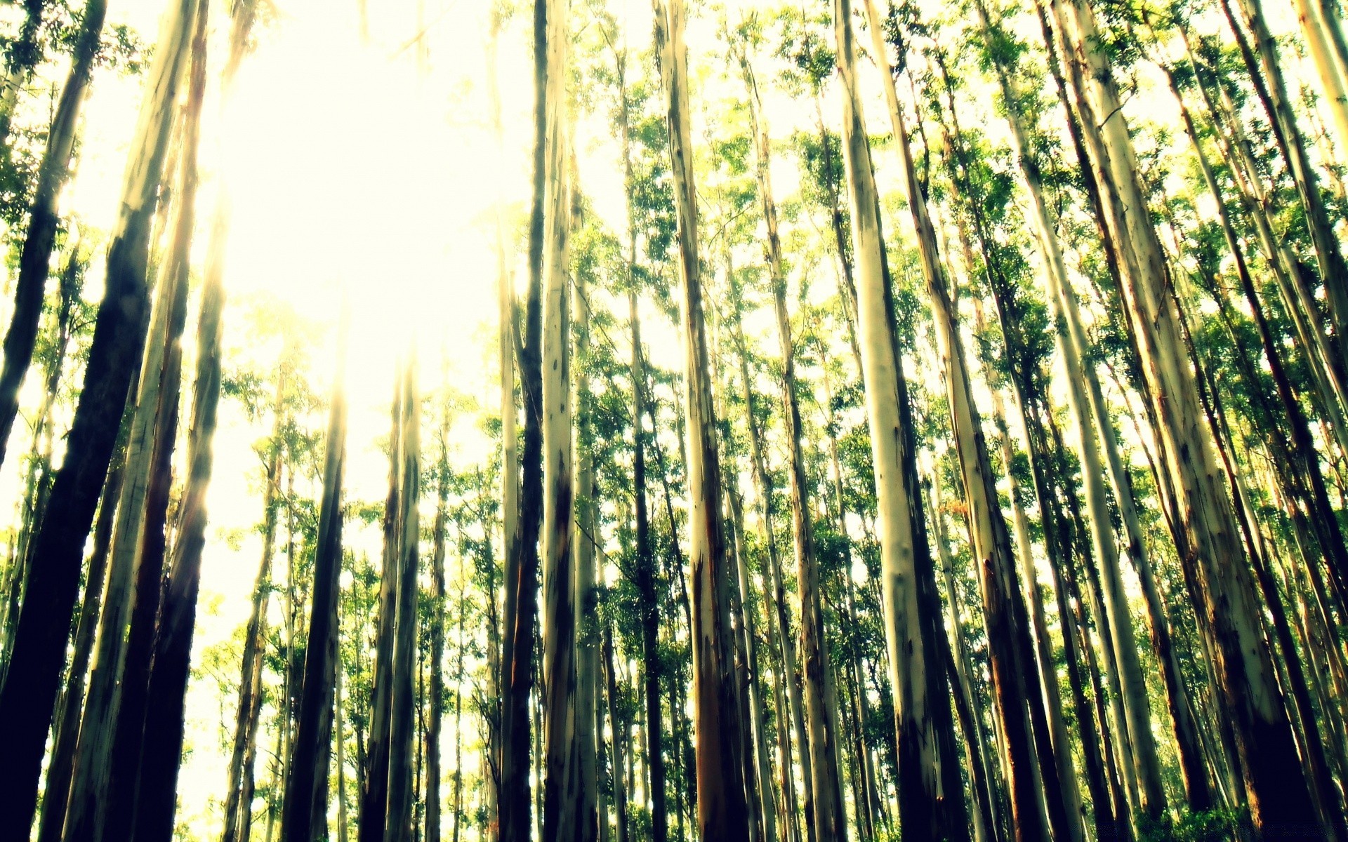 vintage ahşap doğa yaprak ağaç bambu yemyeşil güzel hava güneş flora şafak masaüstü büyüme parlak manzara sunbim ortamlar sahne park açık havada