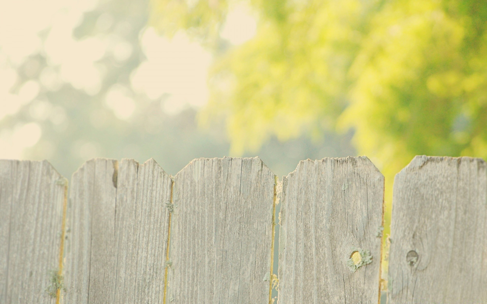 vintage wood nature outdoors landscape fence tree sky summer