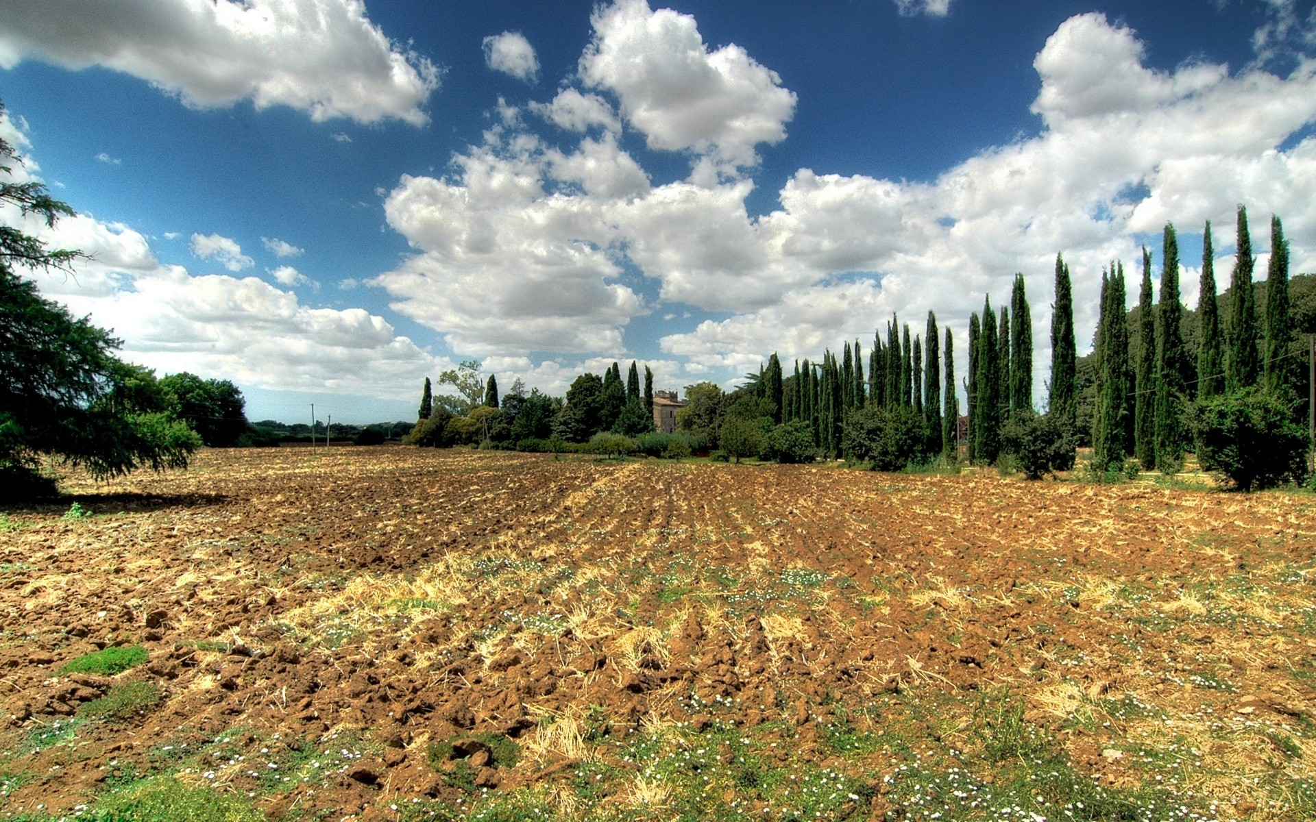 vintage paesaggio natura albero all aperto cielo rurale legno agricoltura campagna estate erba