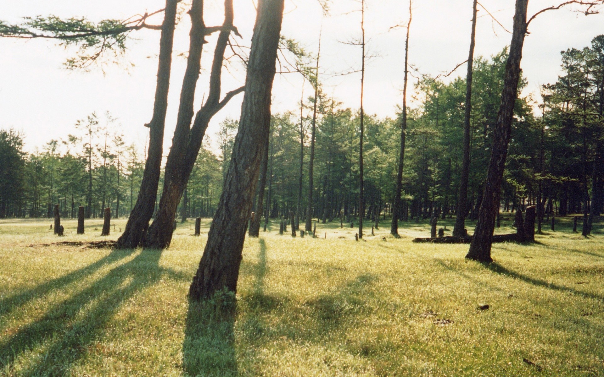 vintage tree landscape nature wood grass season environment summer fair weather flora outdoors park sun scene rural sight countryside leaf scenic