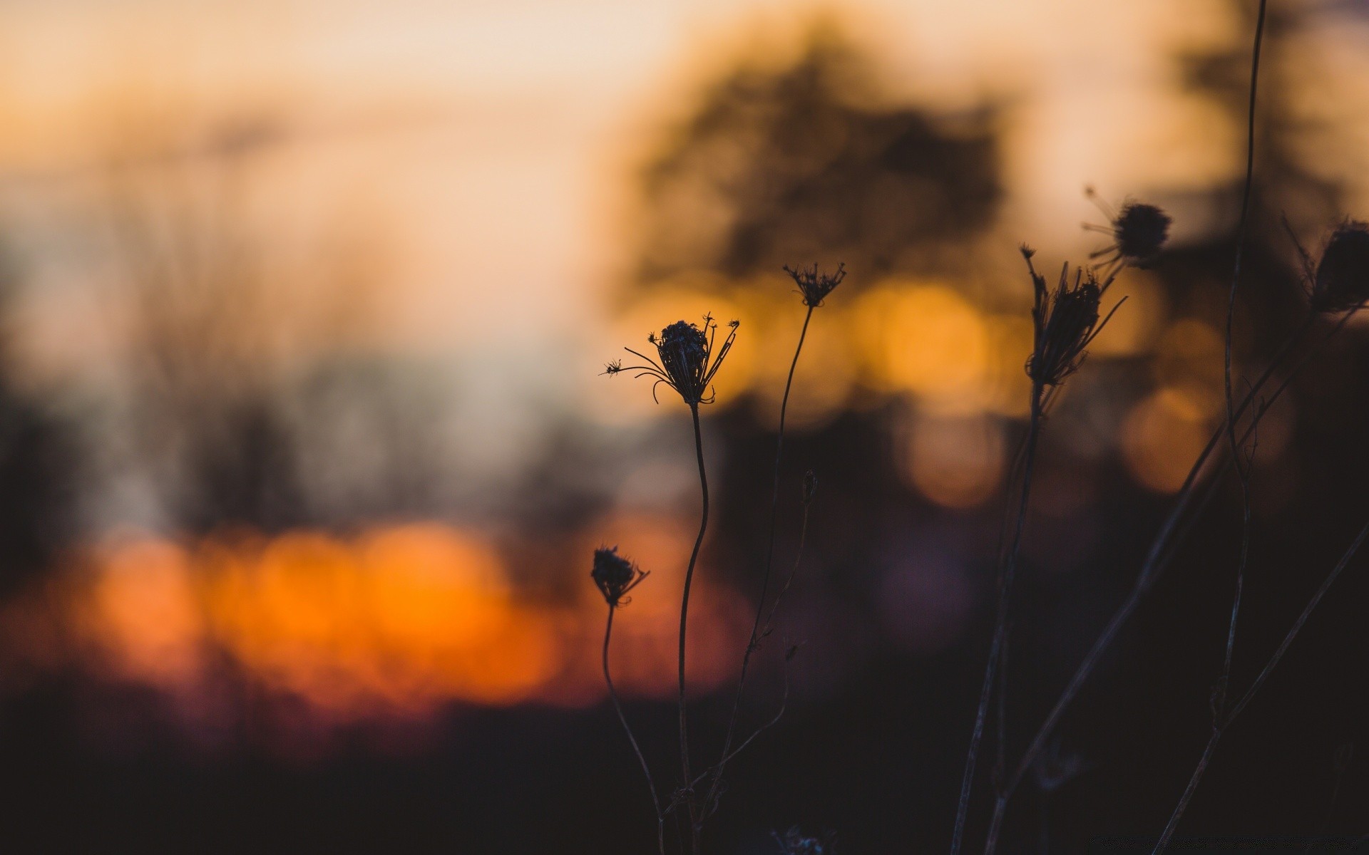 vintage pôr do sol inseto luz borrão amanhecer sol noite silhueta natureza flor invertebrados crepúsculo iluminado ao ar livre outono árvore vida selvagem paisagem aranha