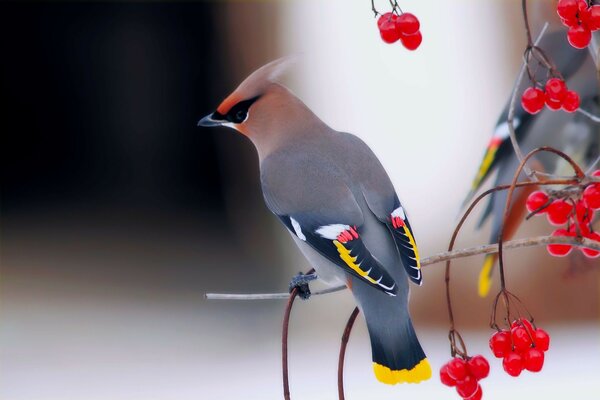 Uccello terrestre su un ramo di sorbo