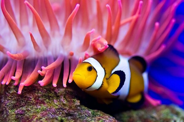 Clown fish underwater