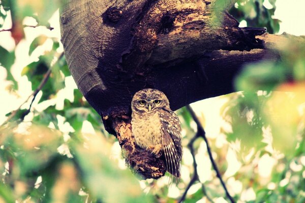 Image hibou dans la nature