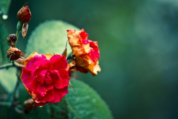 Close-up shooting of Chinese rose buds