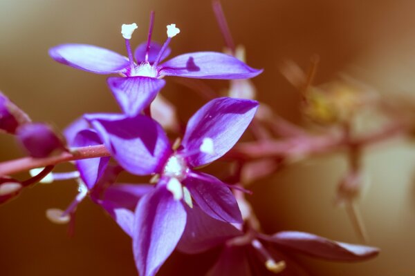 Bellissimo fiore viola su sfondo sfocato