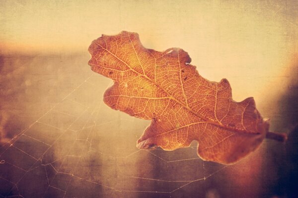 A fallen leaf is stuck in a web