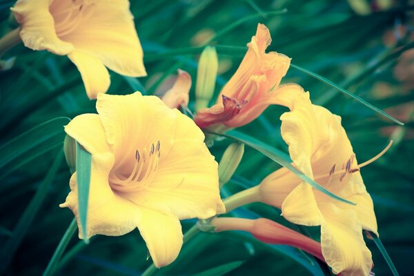 Fiore giallo estivo tropicale