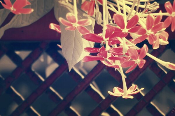 Flor na treliça estilo vintage