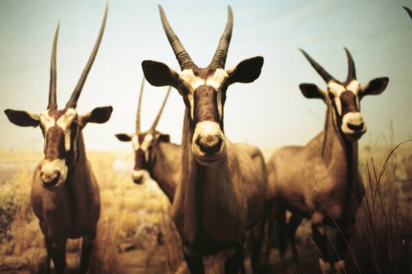 Фото антилоп, що пасуться на свіжому повітрі