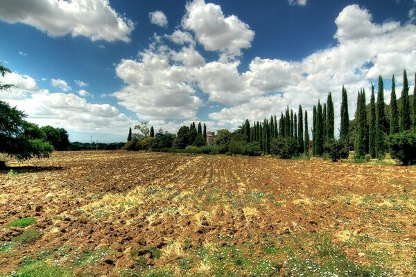 A field against a background of blue sky and columnar trees