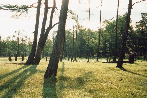 Paisagem diurna de árvores na floresta