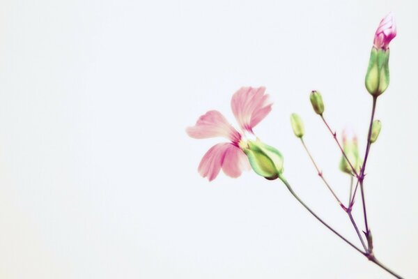 Zarte rosa Blüten auf weißem Hintergrund