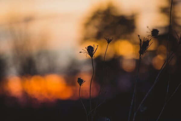 Some flowers on a sunset background