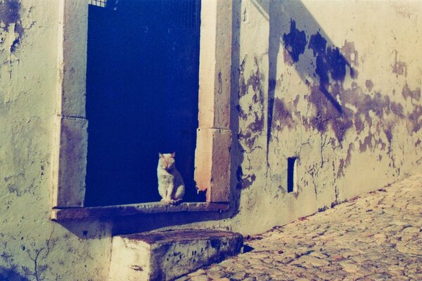 El gato Mira hacia abajo desde la ventana de un edificio antiguo