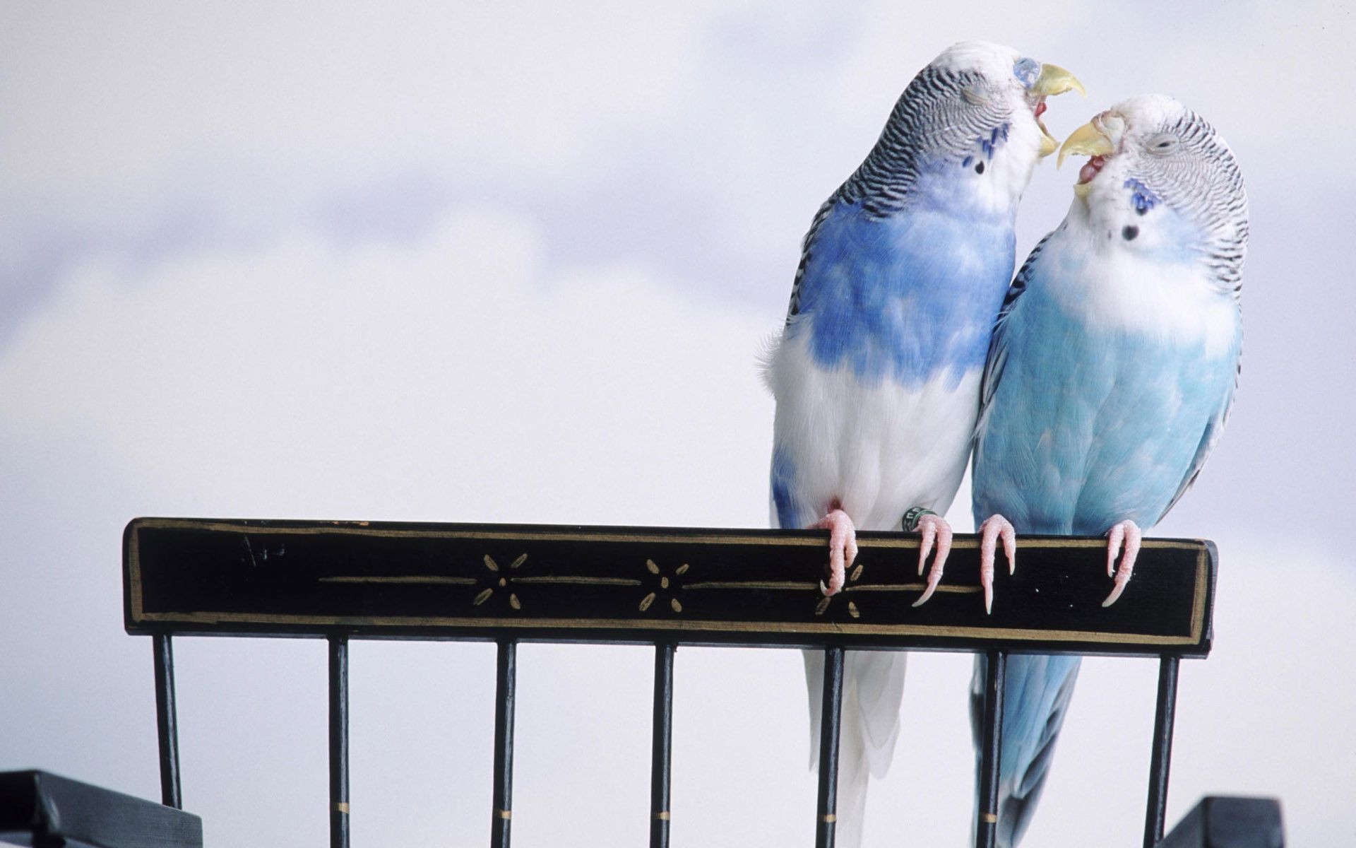 animals bird one daylight two outdoors sky side view wildlife