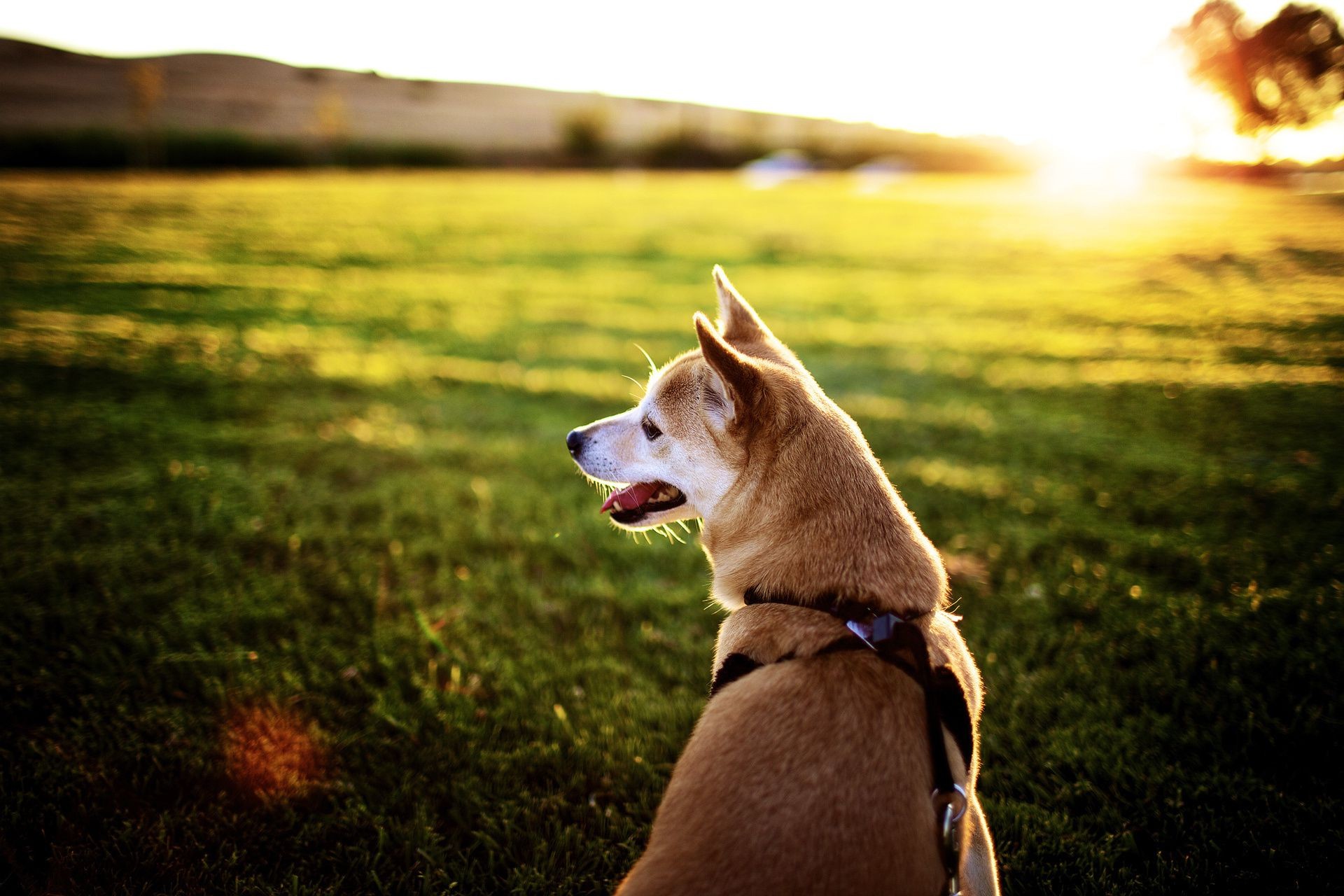 dogs dog grass animal portrait nature pet cute canine mammal