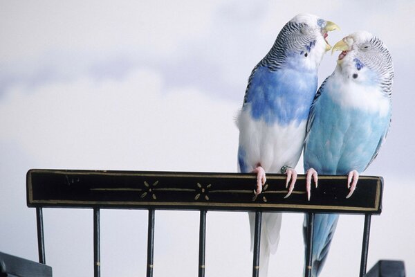 Parrots budgies birds birds birds