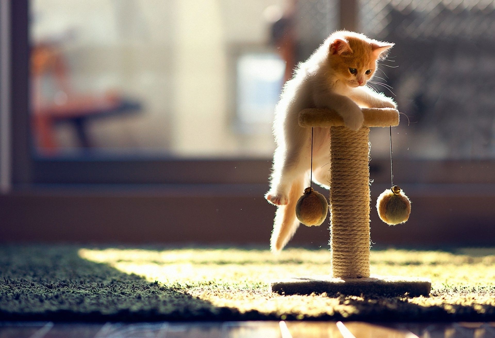 gatos natureza animal pequeno fofa borrada mamífero solteiro vida selvagem