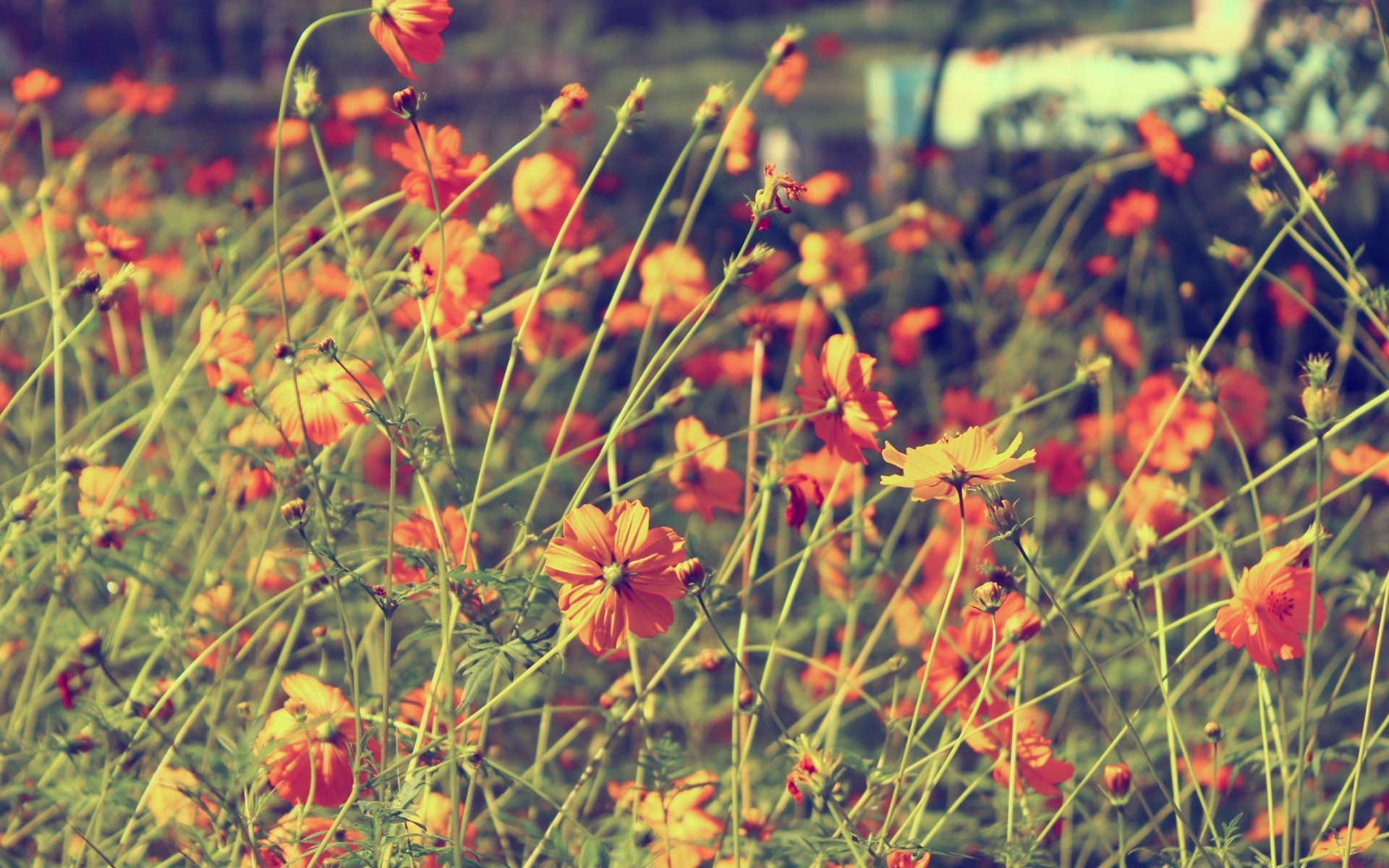 vintage flower nature field summer flora garden season hayfield bright outdoors grass color growth floral leaf fair weather blooming rural close-up beautiful