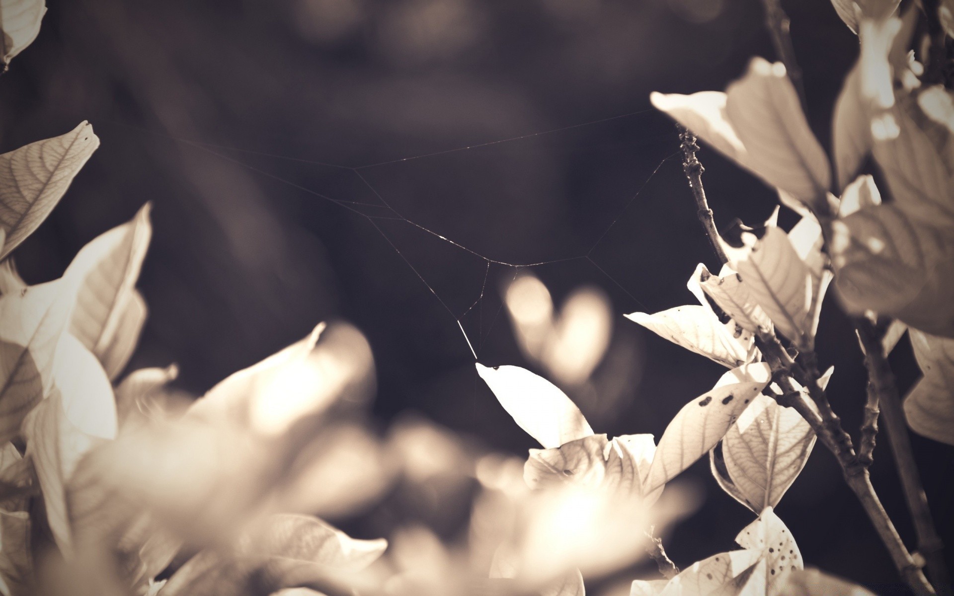 vintage nature monochrome feuille à l extérieur fleur unique flou