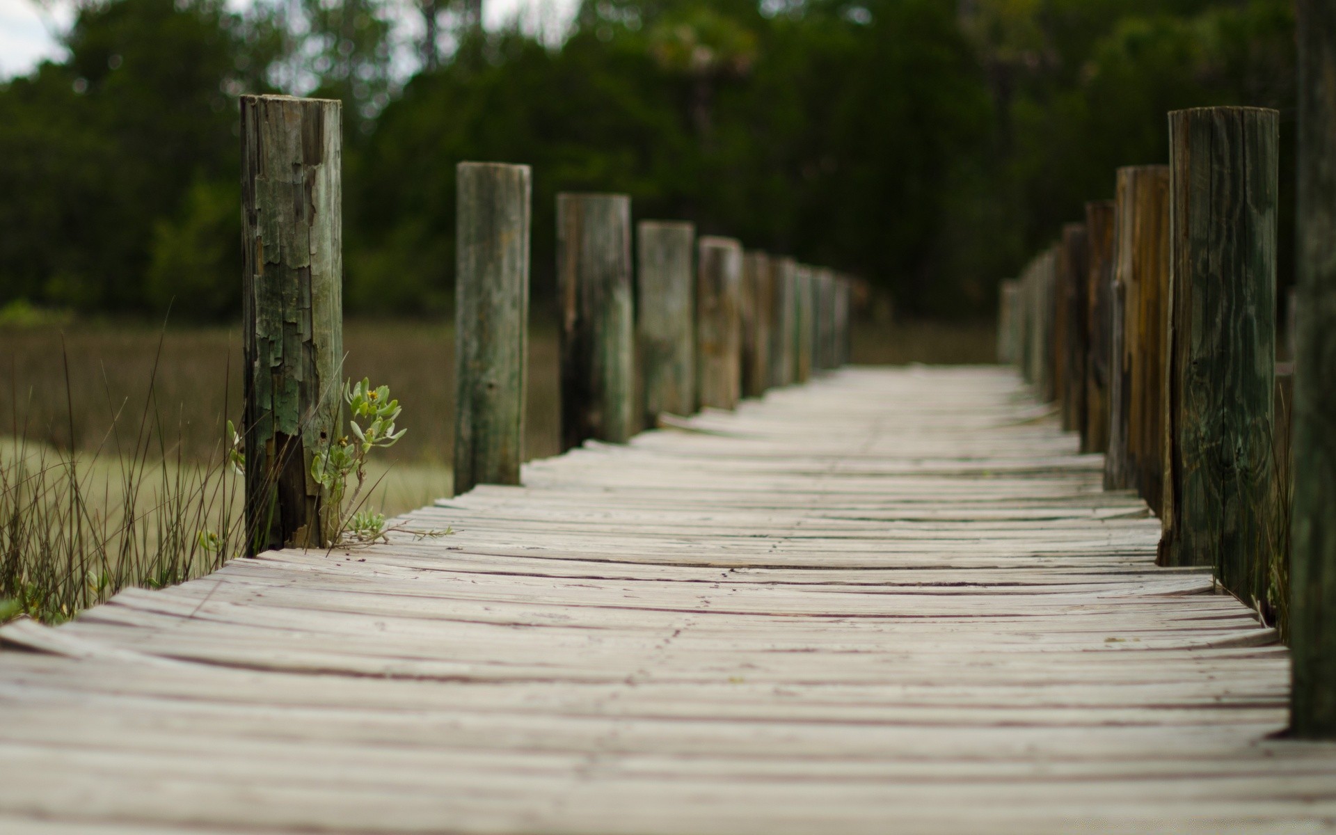 vintage wood fence guidance outdoors nature old travel bridge wooden boardwalk road architecture tree summer empty