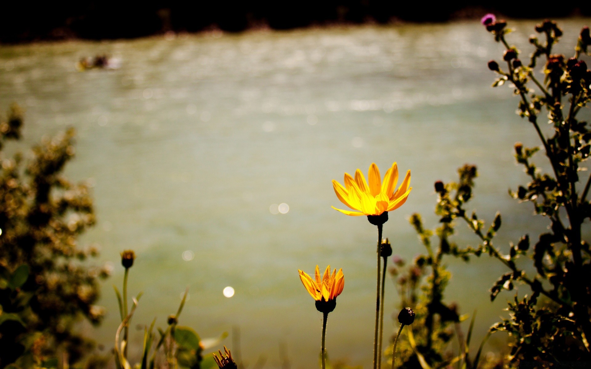 vintage flower nature outdoors sun summer fair weather leaf blur