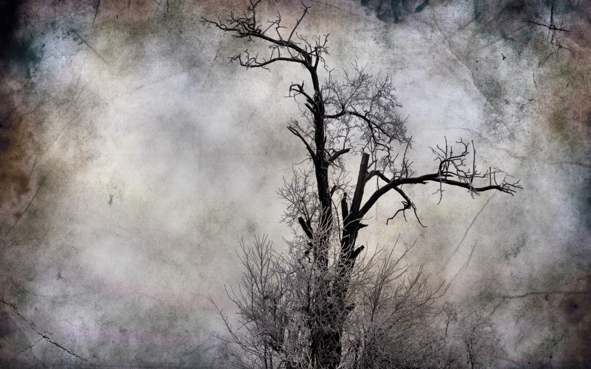 vintage tree landscape winter wood fog outdoors nature weather mist fall environment eerie