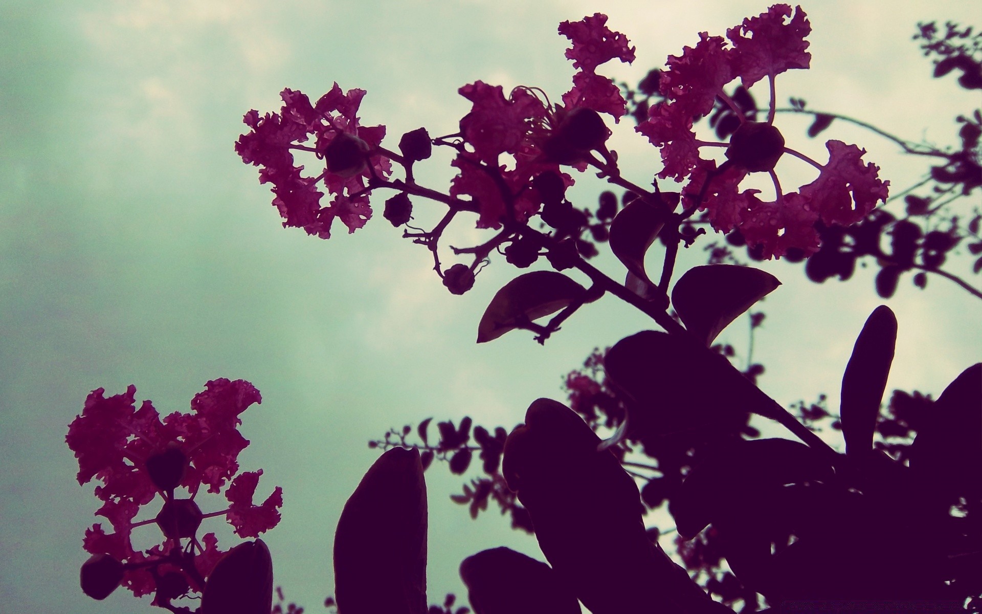 jahrgang blatt natur blume flora baum desktop filiale farbe sommer garten im freien schön