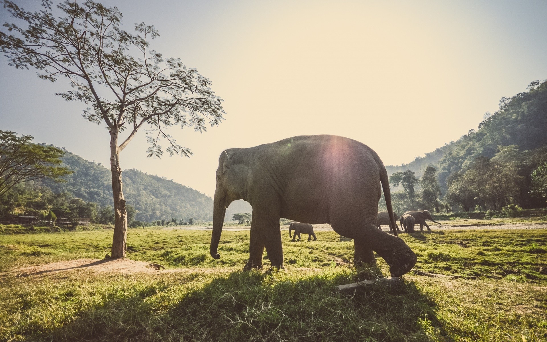 vintage mammifère éléphant la nature la faune herbe arbre voyage animal à l extérieur tronc sauvage paysage bois parc