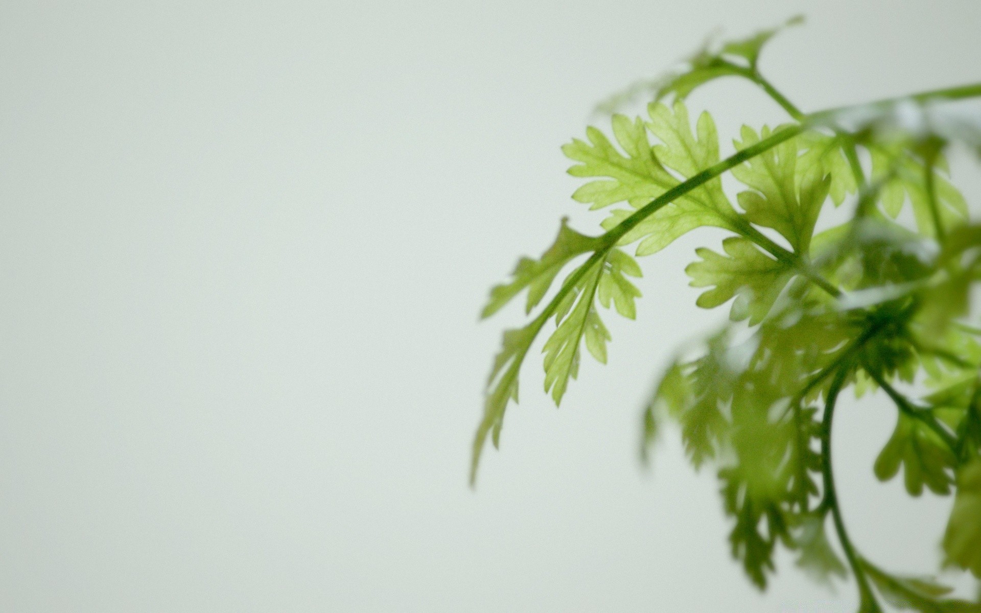 vintage hoja flora naturaleza crecimiento jardín desenfoque naturaleza muerta flor comida verano