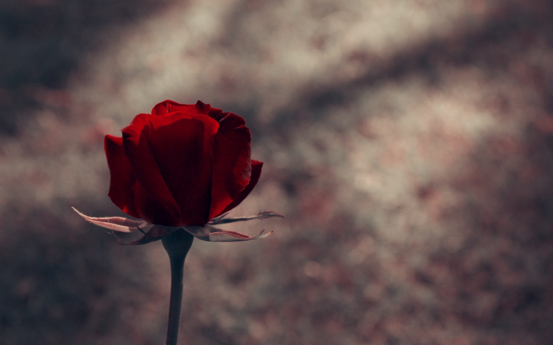 vintage flor rosa natureza folha ao ar livre borrão amor