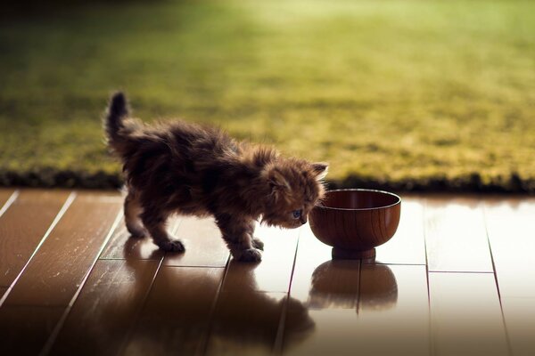 Piccolo gattino in una tazza di cibo