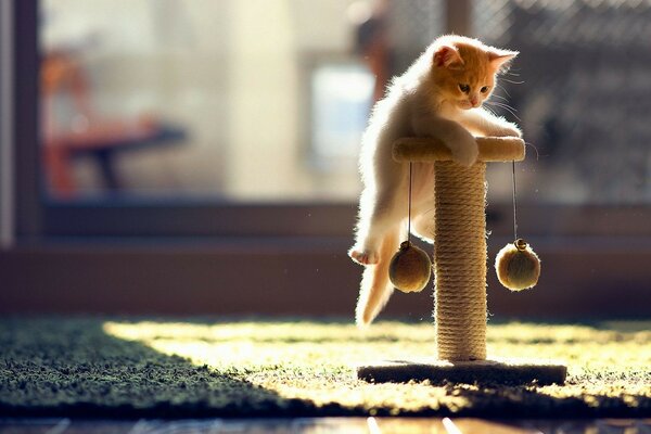 Süße Katze wird in der Natur gespielt