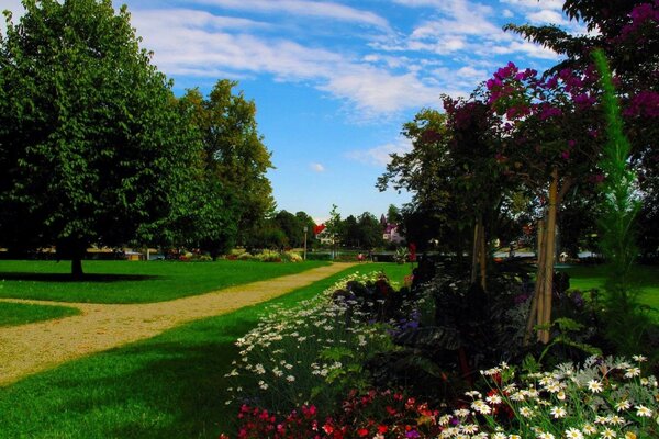 Schöne Blumen und grünes Gras